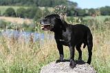 STAFFIE 215